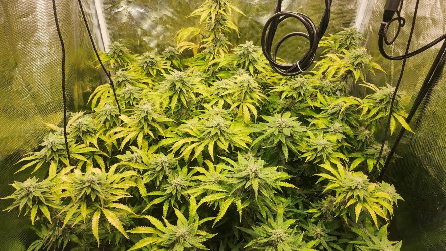 PAPAYA SHERBET. Week 14