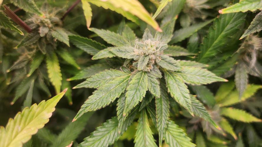 PAPAYA SHERBET. Week 14
