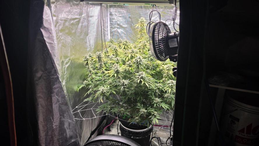 PAPAYA SHERBET. Week 15