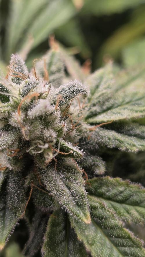 PAPAYA SHERBET. Week 16