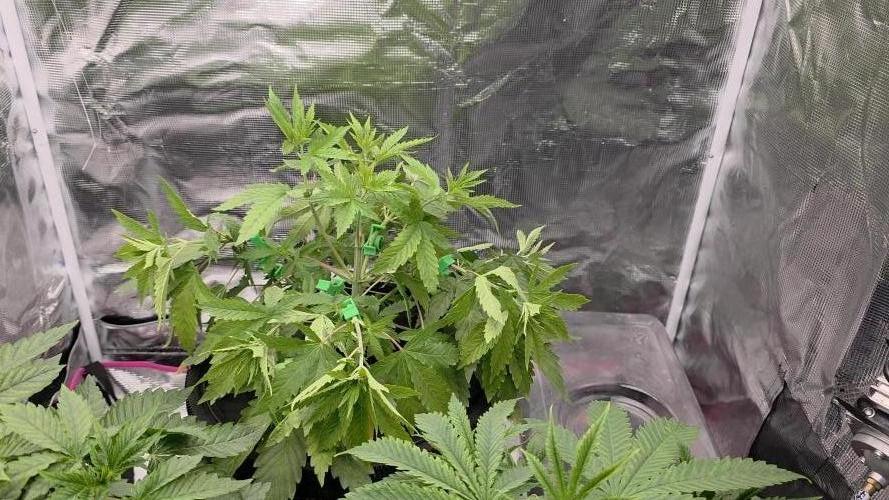 PAPAYA SHERBET. Week 4 - Added bud clips. Removed the top two fan leaves 