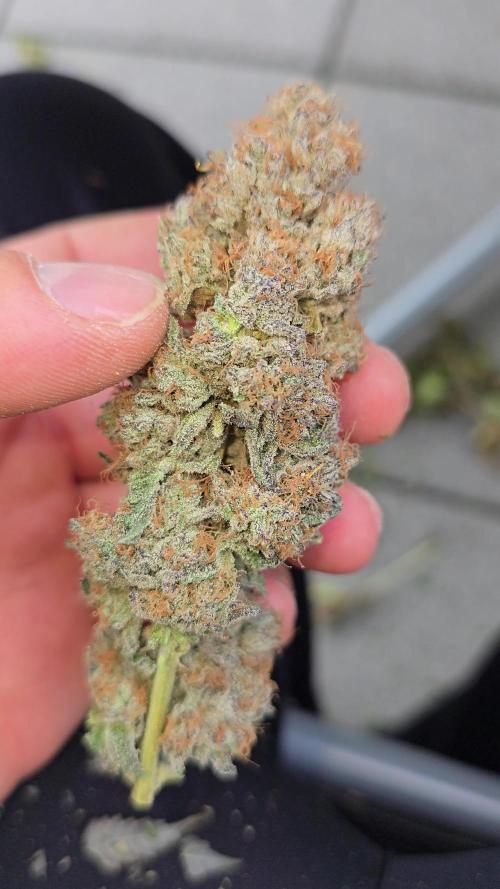 Zkittlez (3rd cut)