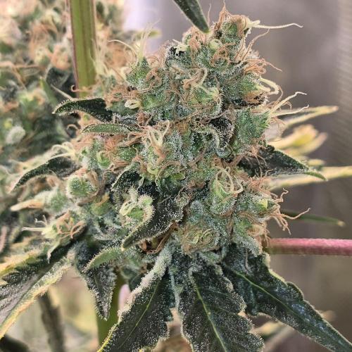 150w Led, 5 Strains. Week 9 - Lemon skunk