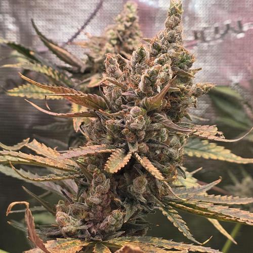 150w Led, 5 Strains. Week 9 - Lemon tree