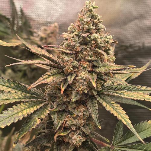 150w Led, 5 Strains. Week 9 - Bubba kush