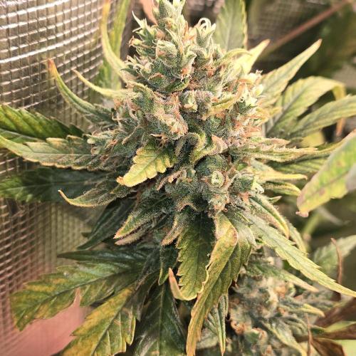 150w Led, 5 Strains. Week 9 - Super lemon haze