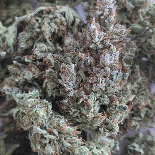 150w Led, 5 Strains. Week 9