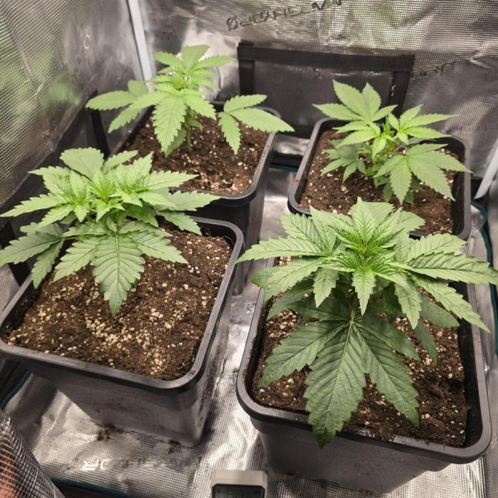 Back to Synthetic Nutrients. Week 2