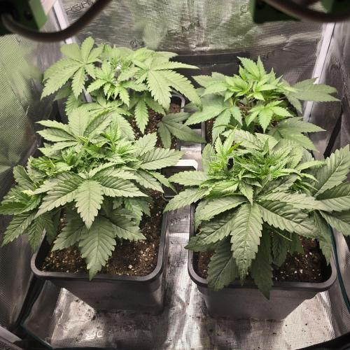 Back to Synthetic Nutrients. Week 3