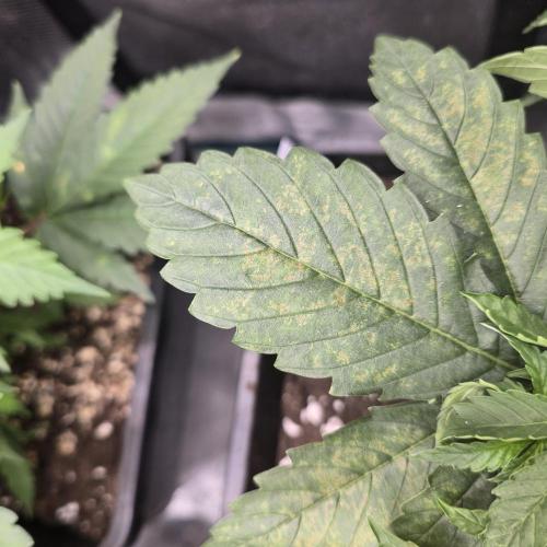 Back to Synthetic Nutrients. Week 3