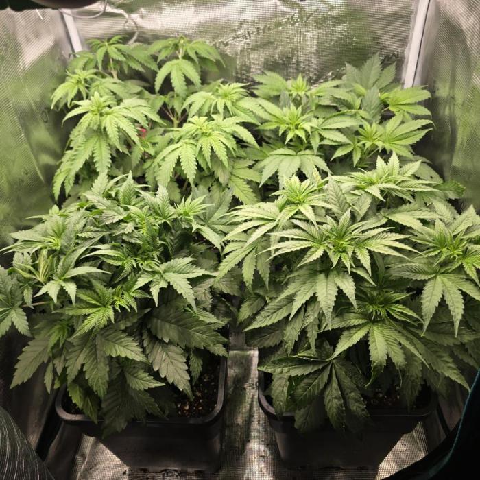 Back to Synthetic Nutrients. Week 4