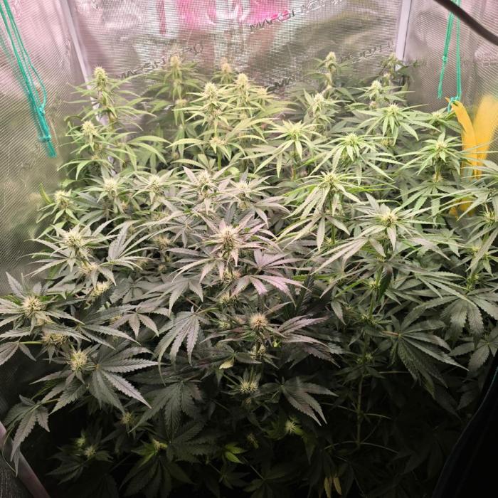 Back to Synthetic Nutrients. Week 6