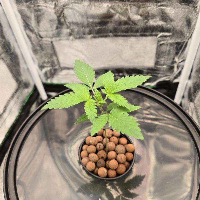 Dwc test run Northern Lights. Week 1