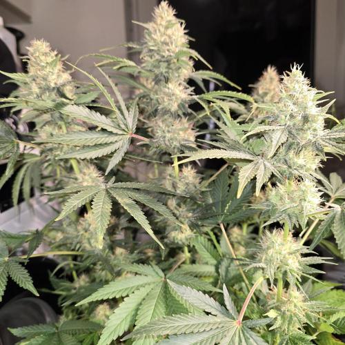 Back to Synthetic Nutrients. Week 9 - Serious Happiness