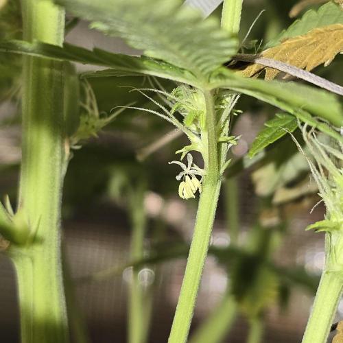 Back to Synthetic Nutrients. Week 9 - Northern Lights Hermed