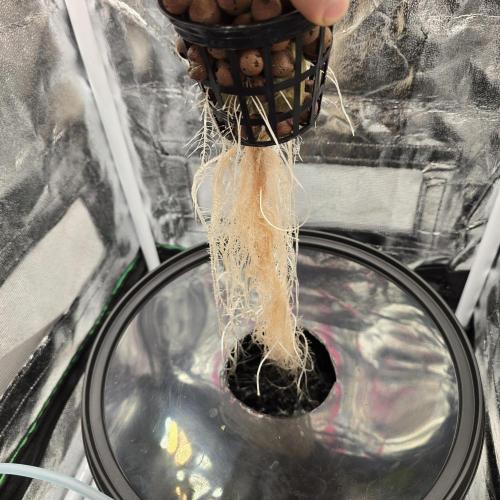 Dwc test run Northern Lights. Week 2