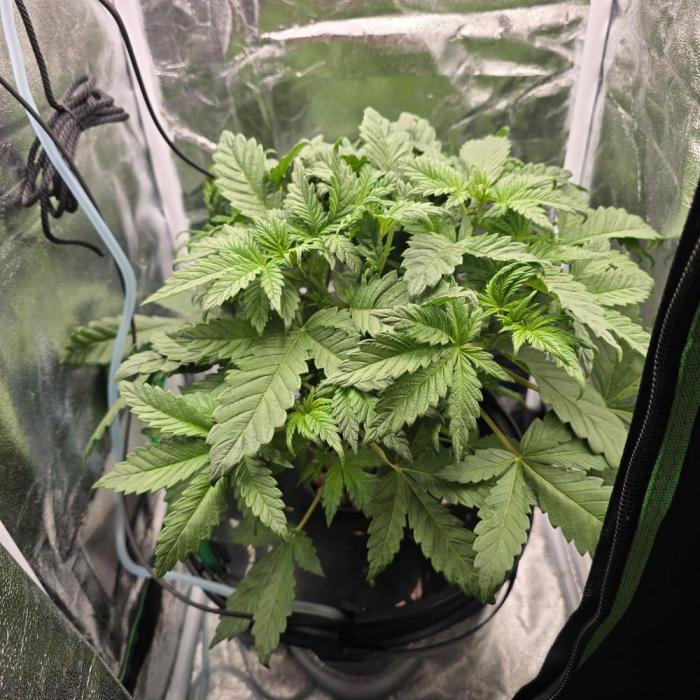 Dwc test run Northern Lights. Week 4