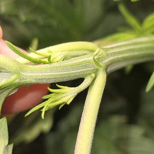 Dwc test run Northern Lights. Week 6