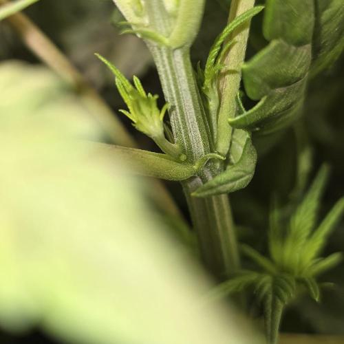 Dwc test run Northern Lights. Week 6