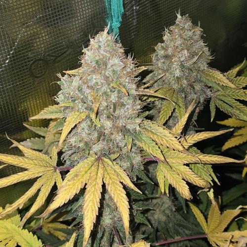 Back to Synthetic Nutrients. Week 10 - Serious happiness