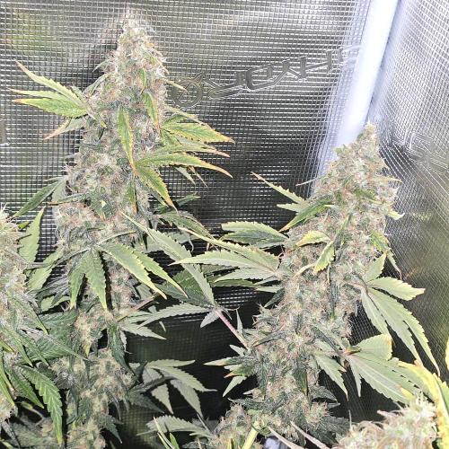 Back to Synthetic Nutrients. Week 10 - Warlock