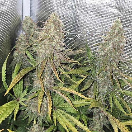 Back to Synthetic Nutrients. Week 10 - Northern lights