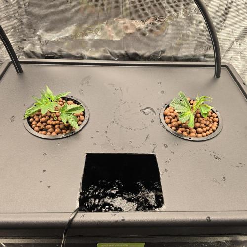 Gmo Cookies and White Widow Dwc. Week 1