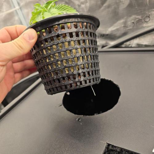 Gmo Cookies and White Widow Dwc. Week 1
