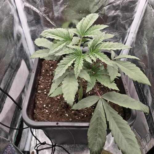 Cherry Bacio. Week 2