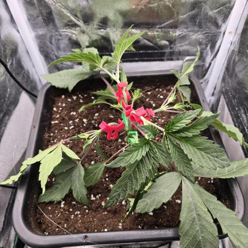 Cherry Bacio. Week 2