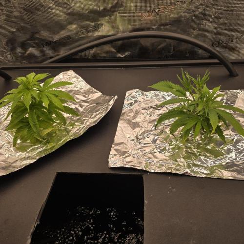 Gmo Cookies and White Widow Dwc. Week 2