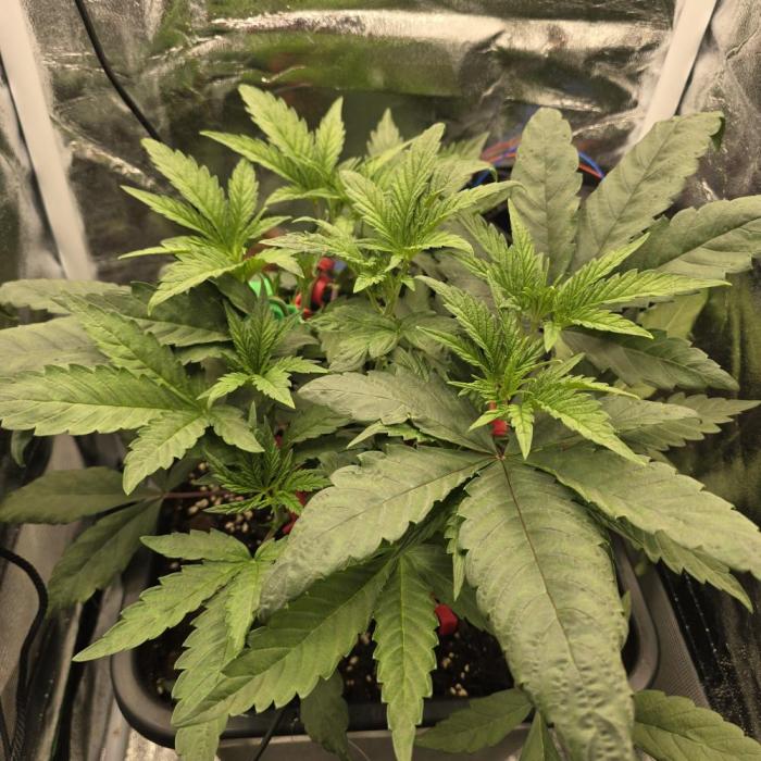 Cherry Bacio. Week 3