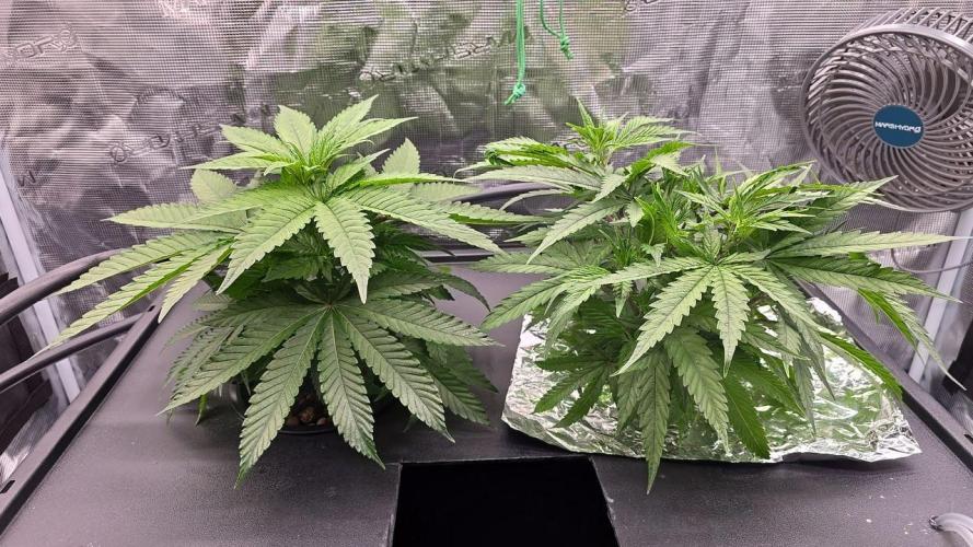 Gmo Cookies and White Widow Dwc. Week 3