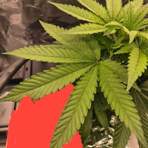 Gmo Cookies and White Widow Dwc. Week 3