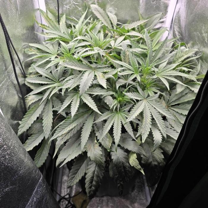 Cherry Bacio. Week 5