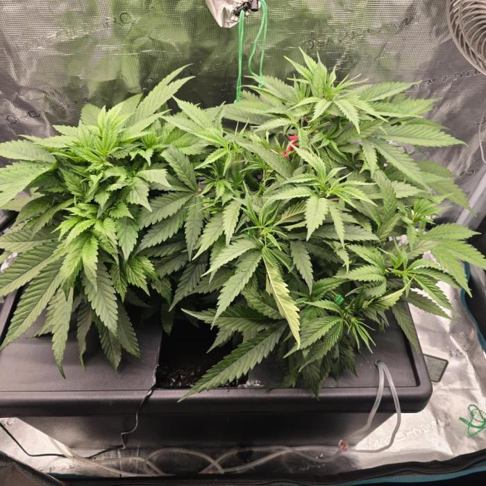 Gmo Cookies and White Widow Dwc. Week 4