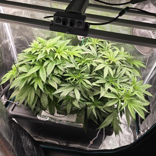 Gmo Cookies and White Widow Dwc. Week 5
