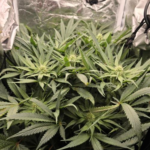 Cherry Bacio. Week 6