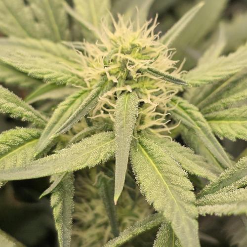 Cherry Bacio. Week 6