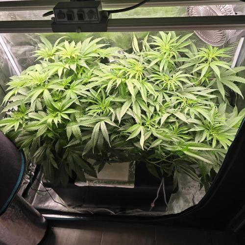 Gmo Cookies and White Widow Dwc. Week 6