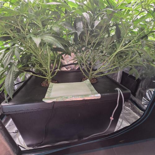Gmo Cookies and White Widow Dwc. Week 6