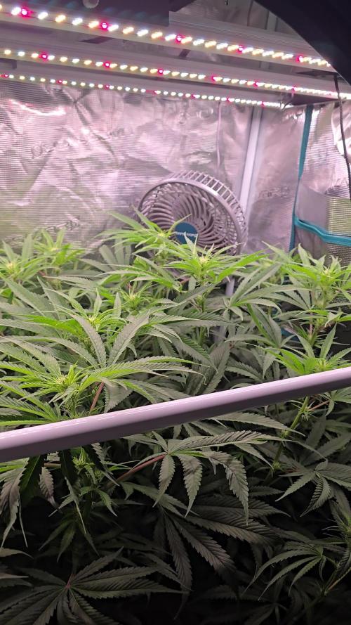 Gmo Cookies and White Widow Dwc