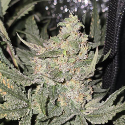 Cherry Bacio. Week 7