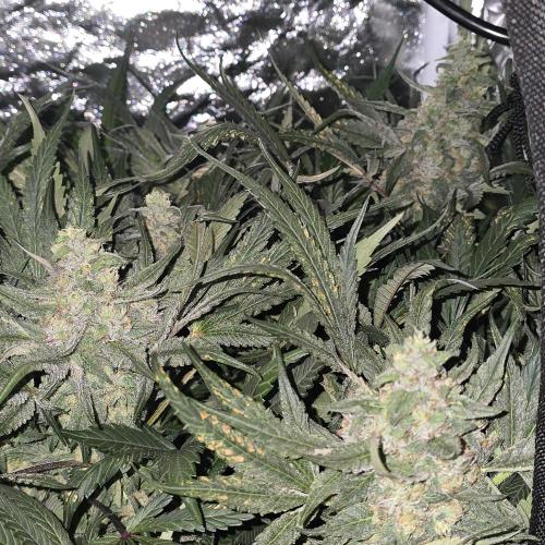 Cherry Bacio. Week 7