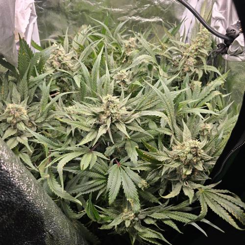 Cherry Bacio. Week 7