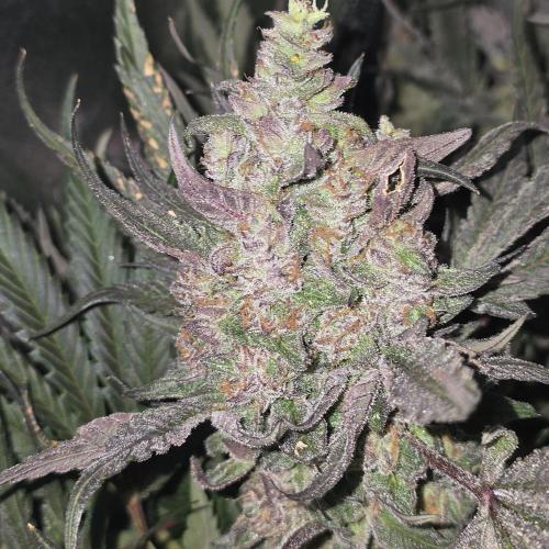Cherry Bacio. Week 8