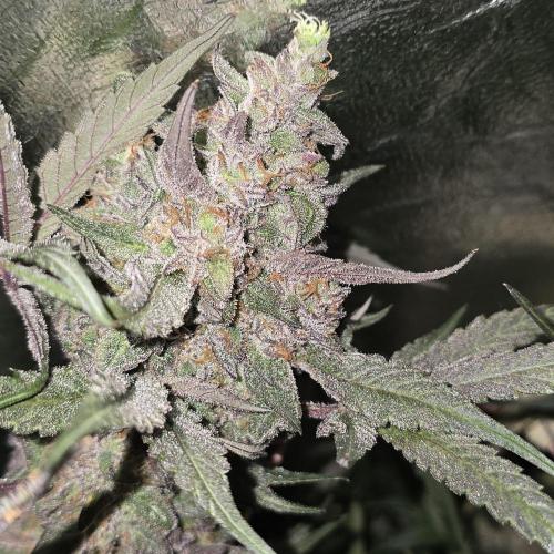 Cherry Bacio. Week 8