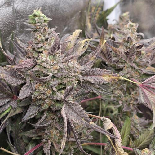 Cherry Bacio. Week 9