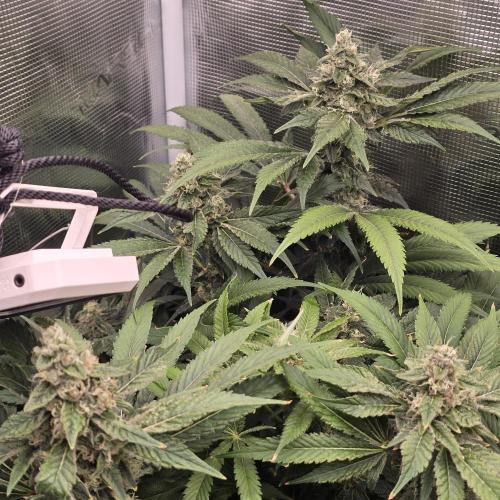 Gmo Cookies and White Widow Dwc. Week 8
