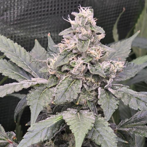 Gmo Cookies and White Widow Dwc. Week 8